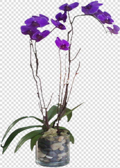 Purple Phalaenopsis Orchid  HD Png DownloadTransparent PNG