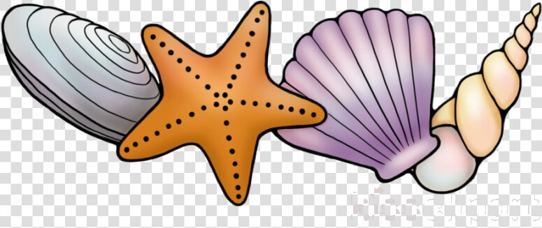 Seashell Long Border Transparent Clipart Starfish Png   Transparent Background Seashell Clipart  Png DownloadTransparent PNG