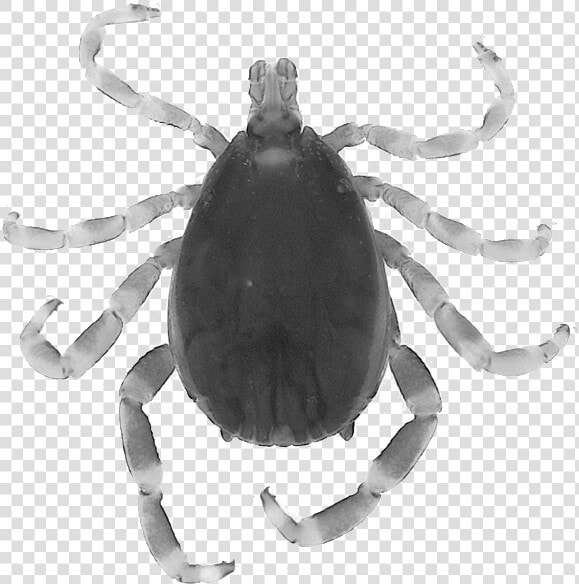 Orb weaver Spider  HD Png DownloadTransparent PNG