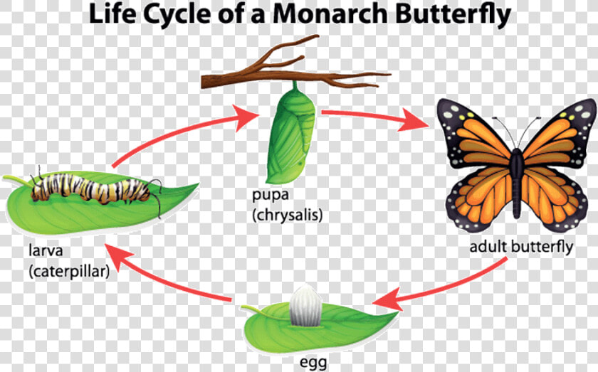 Step By Step Life Cycle Of A Butterfly  HD Png DownloadTransparent PNG