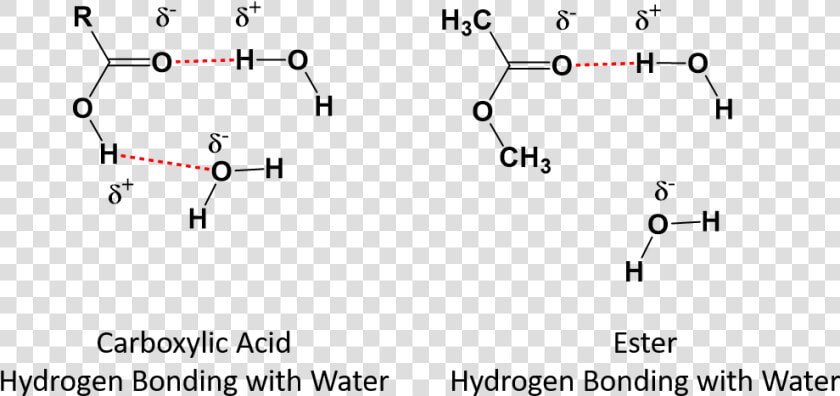 Carboxylic Acid Hydrogen Bonding With Water  HD Png DownloadTransparent PNG