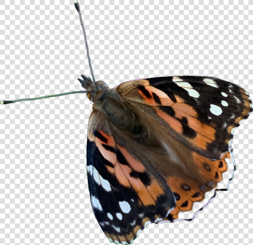  butterfly  butterflywings  freetoedit   Vanessa Cardui  HD Png DownloadTransparent PNG