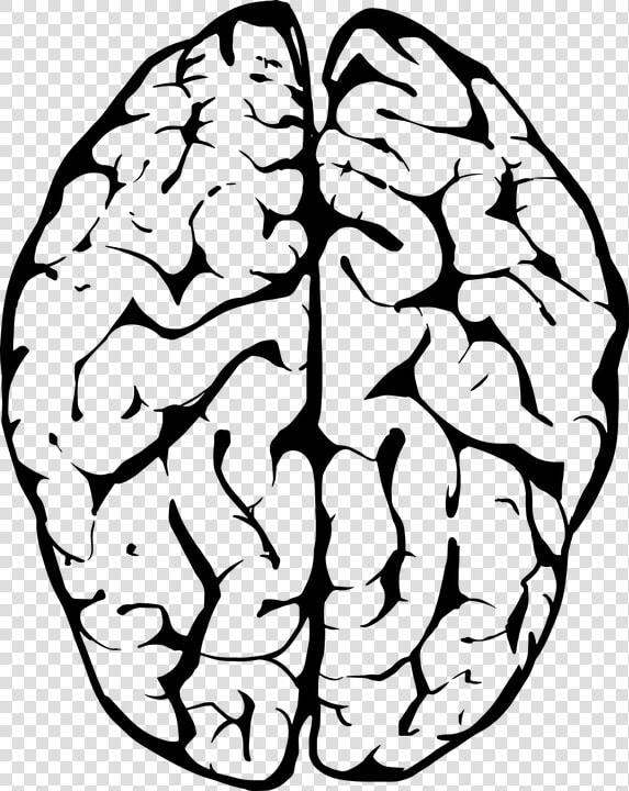 Brain  Human  Anatomy  Head  Human Brain  Medical   Brains Black And White  HD Png DownloadTransparent PNG