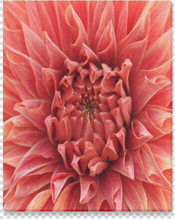 Bright Red Dahlia Flower Canvas Print 8 X10  HD Png DownloadTransparent PNG