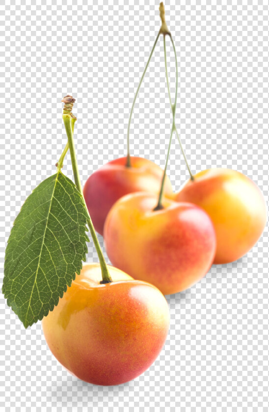 Rainier smallgroup   Cherry  HD Png DownloadTransparent PNG