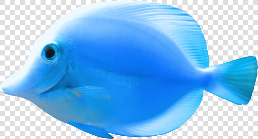 Blue Fish Png Clipart   Beautiful Blue Fish Png  Transparent PngTransparent PNG