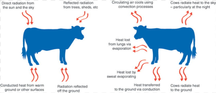 Keeping Cows Cool The Vet Group  HD Png DownloadTransparent PNG