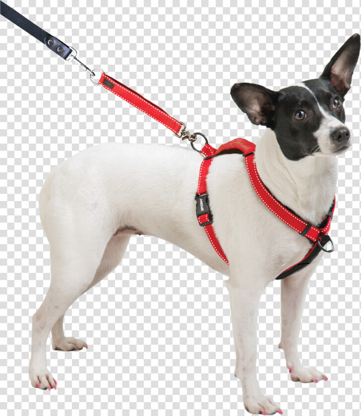 Dog Breed Toy Fox Terrier Miniature Fox Terrier Dog   Sporn Ultimate Control Harness  HD Png DownloadTransparent PNG