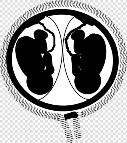 Twins In Womb Clipart  HD Png DownloadTransparent PNG