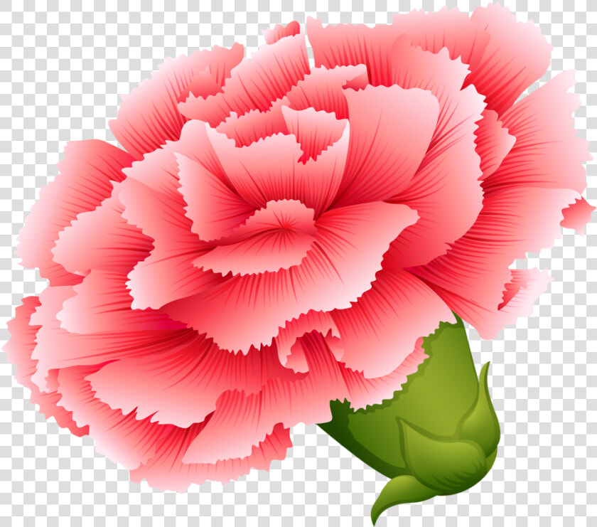 Vector Transparent Download Carnation Vector   Drawing Of Different Types Of Flowers  HD Png DownloadTransparent PNG