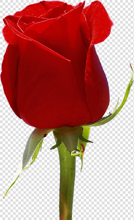 Red Roses For Valentine S Day Flowers Fundraiser   Floribunda  HD Png DownloadTransparent PNG