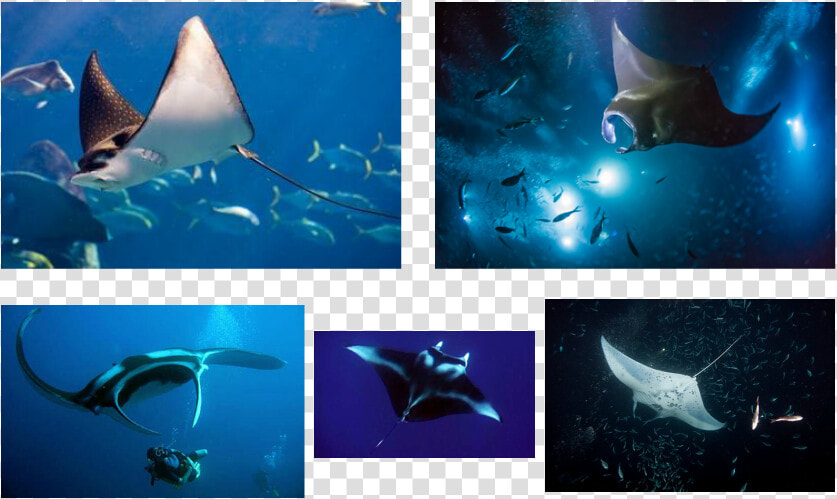 Picture   Manta Ray  HD Png DownloadTransparent PNG