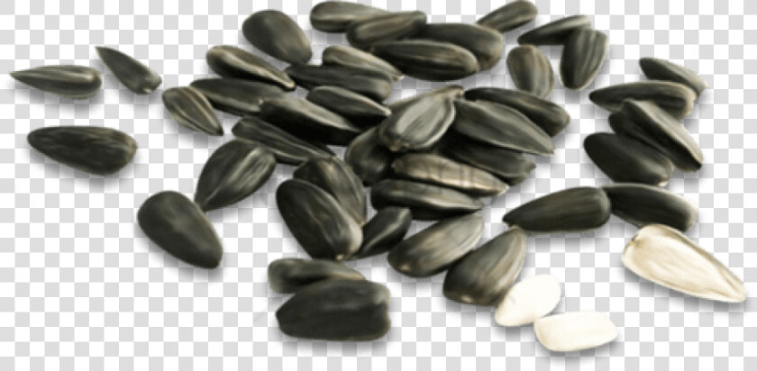 Free Png Download Sunflower Seed Png Png Images Background   Семечки Пнг  Transparent PngTransparent PNG