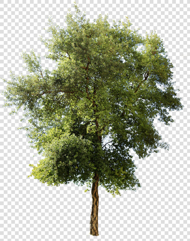 Mediterranean Trees  HD Png DownloadTransparent PNG