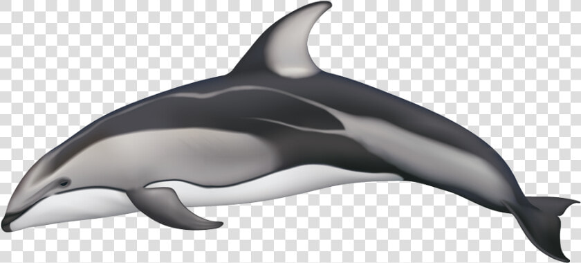 Clip Art Dolphin Black And White   Pacific White Sided Dolphin Coloration  HD Png DownloadTransparent PNG