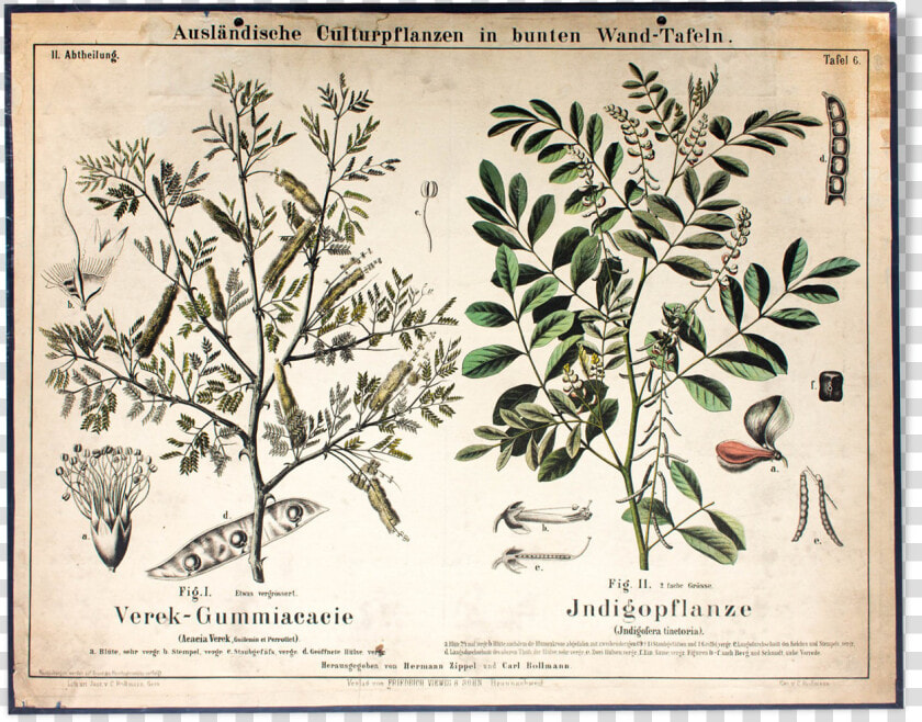 Educational Poster 1877 Indigo Plant Src Https  HD Png DownloadTransparent PNG