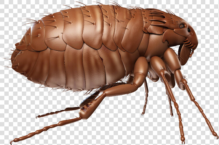 Flea Png  Transparent PngTransparent PNG