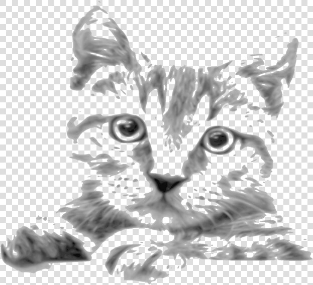 Kitten Whiskers Tabby Cat Siamese Cat Javanese Cat   Cat Drawings In Pencil  HD Png DownloadTransparent PNG