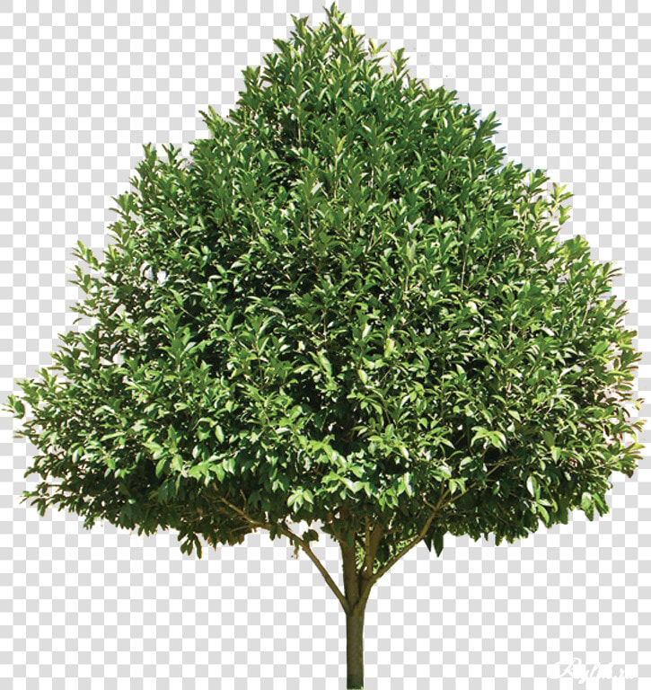 5 Png  The Trees In The Garden  Oo 36   Sweet Gum Tree Png  Transparent PngTransparent PNG