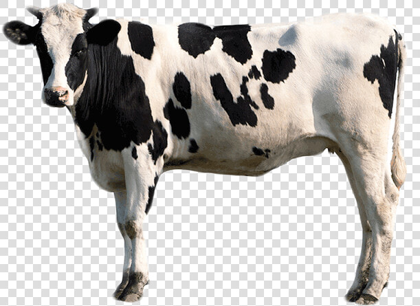 Pigment Treatments Bcmc   Transparent Background Male Cow Png  Png DownloadTransparent PNG