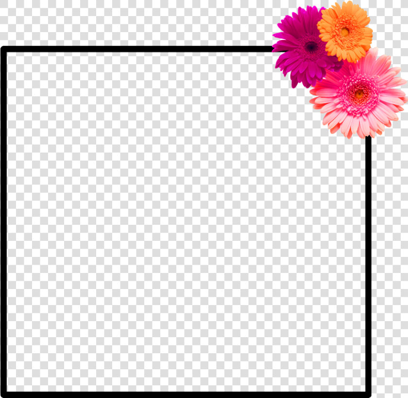  frame  flower Frame  flower  spring Is Coming  hellospring   Gerbera  HD Png DownloadTransparent PNG