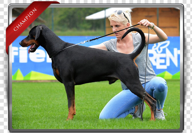 Dobermann  HD Png DownloadTransparent PNG