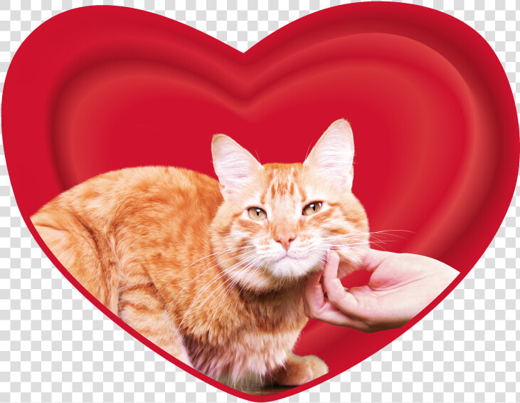 Cari Amici Gatos   Cat  HD Png DownloadTransparent PNG