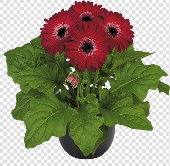 Barberton Daisy  HD Png DownloadTransparent PNG