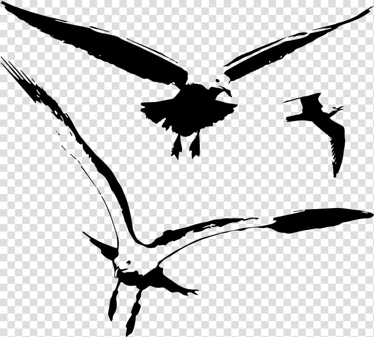 Transparent Birds Silhouette Png   Svg Seagull Silhouette  Png DownloadTransparent PNG