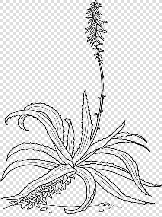 Symmetry monochrome Photography artwork   Aloe Drawing  HD Png DownloadTransparent PNG