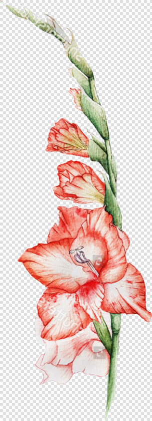 Gladiolus Flowers Freetoedit   Gladiolus  HD Png DownloadTransparent PNG