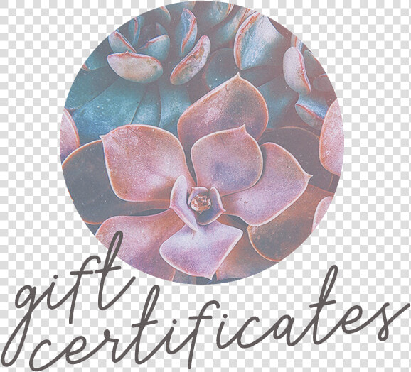 Holistica Gift Certificates Thumb   Echeveria  HD Png DownloadTransparent PNG