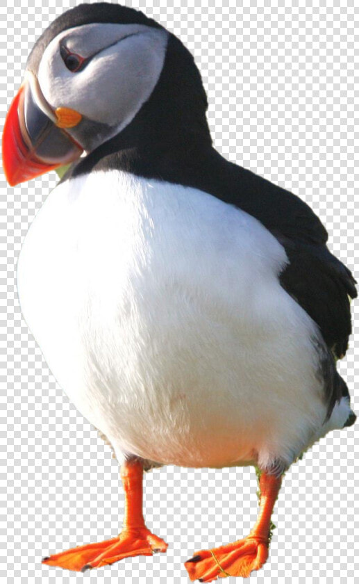 Puffin Png Photo   Atlantic Puffin  Transparent PngTransparent PNG