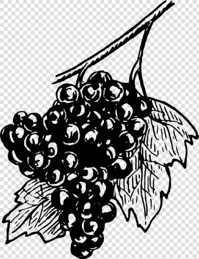 Black  Food  Fruit  Wine  Grapes  Drawing  White  Free   Black And White Open Grapes  HD Png DownloadTransparent PNG