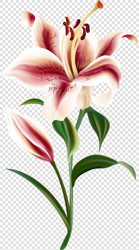 Un Transparente Png Ornamental Para Un Corazon Rojo   Vector Lily Flower Shutterstock  Png DownloadTransparent PNG