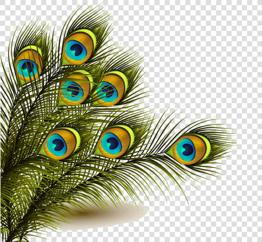 Peafowl Feather Clip Art   Peacock Feather Png  Transparent PngTransparent PNG