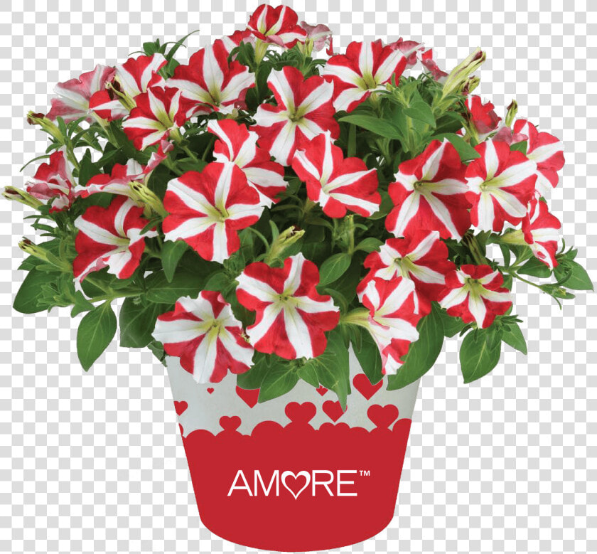 Petunia Amore King Of Hearts  HD Png DownloadTransparent PNG