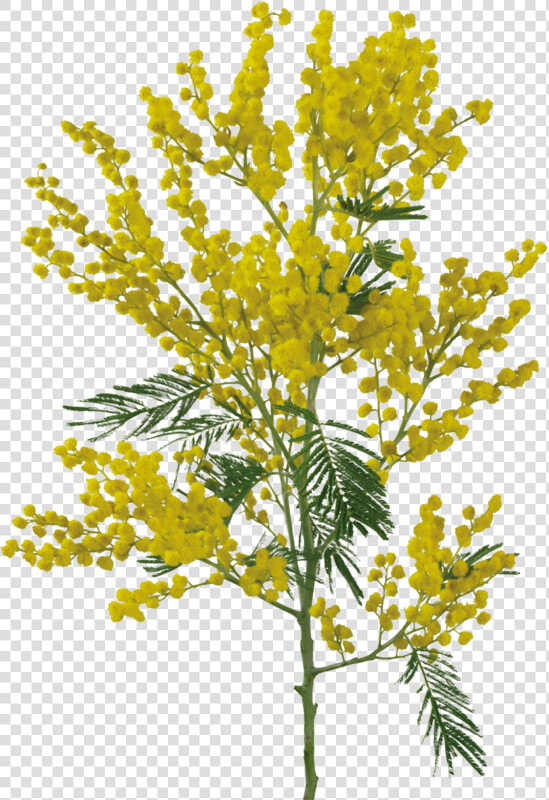 Thumb Image   Yellow Flower Png For Photoshop  Transparent PngTransparent PNG