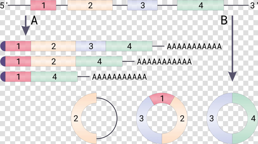 Circular Rna  HD Png DownloadTransparent PNG