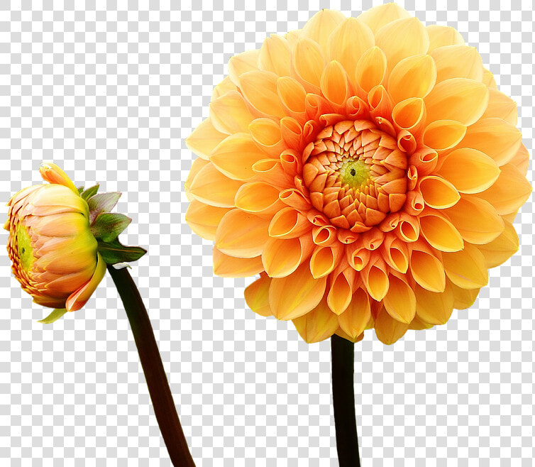 Canvas Print Autumn Flower Garden Asteraceae Dahlia   Autumn Flowers Transparent Clipart  HD Png DownloadTransparent PNG