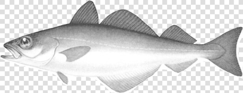 Fish That Eats Other Fish Grey  HD Png DownloadTransparent PNG