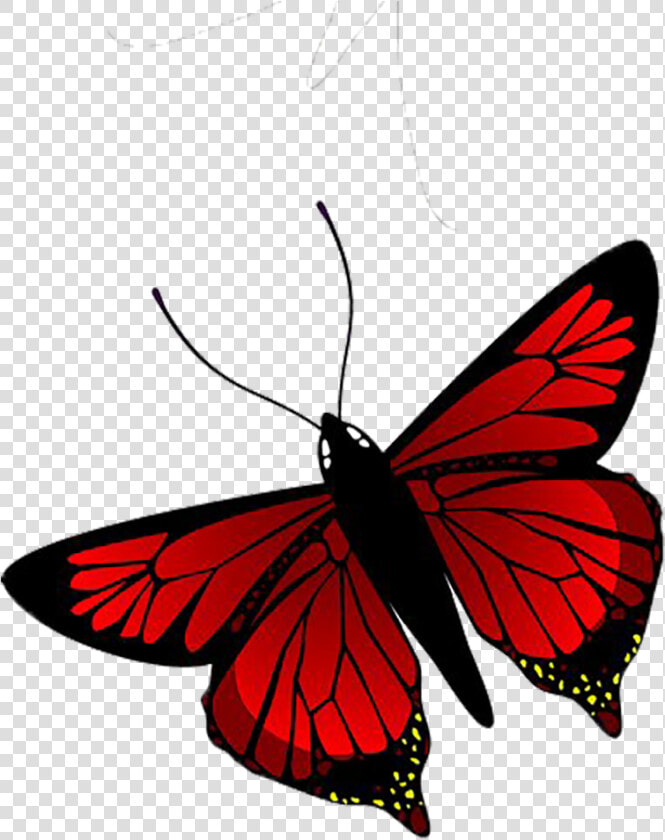 Red Butterfly Png Download   Black And Red Butterfly Drawing  Transparent PngTransparent PNG