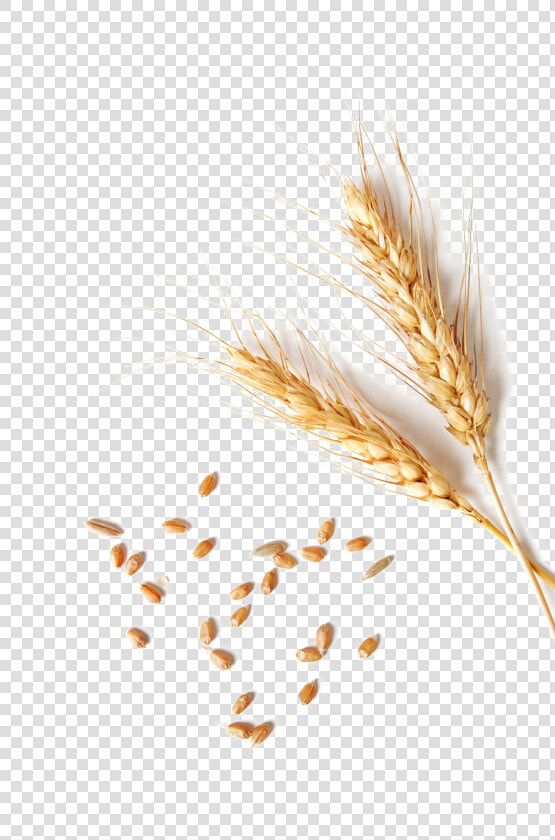 Wheat Png Clipart   Single Wheat Grain Png  Transparent PngTransparent PNG