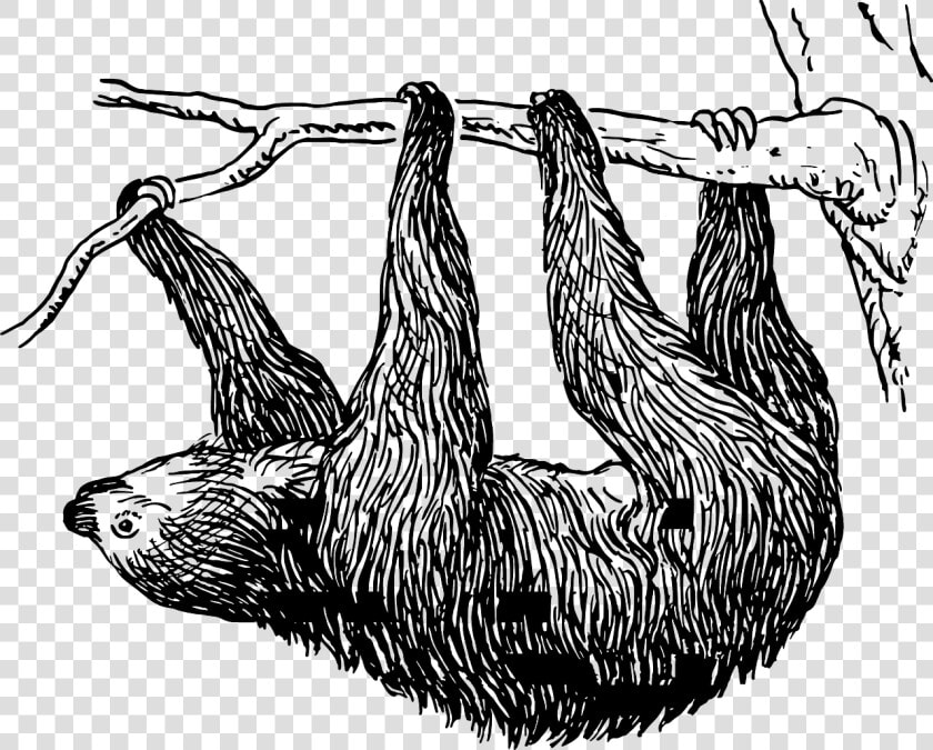 Sloths Black And White  HD Png DownloadTransparent PNG