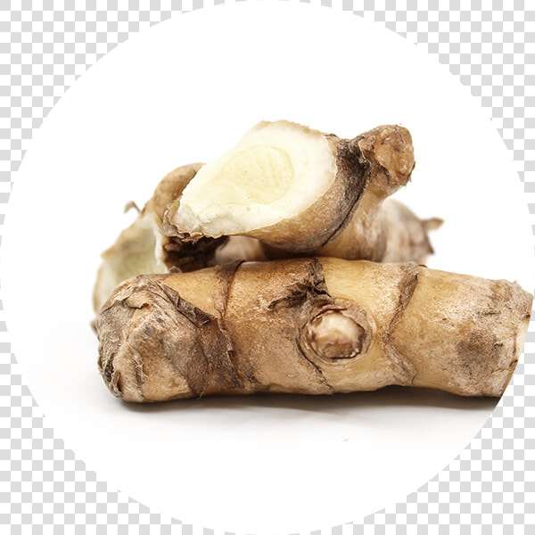 White Turmeric   Zingiber   Zingiber  HD Png DownloadTransparent PNG