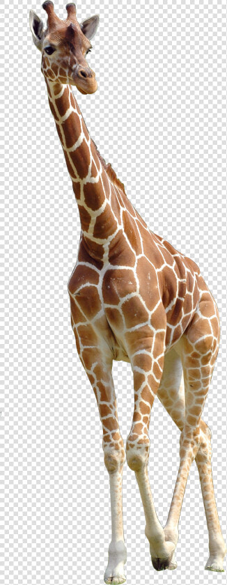 Northern Giraffe Download   Giraffe Png  Transparent PngTransparent PNG