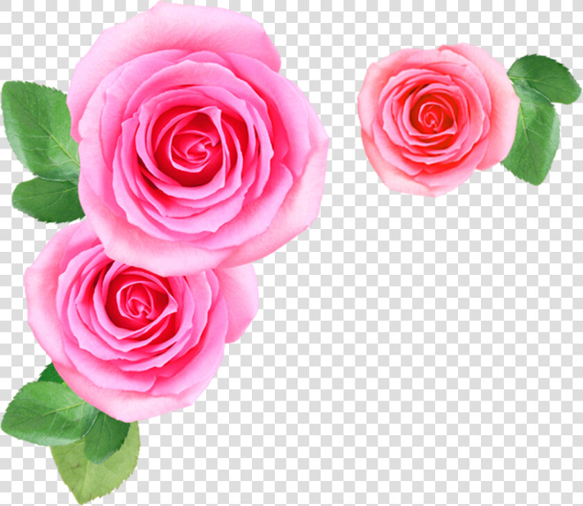 Pink Rose Flowers Png Image Free Download Searchpng   Pink Flower Png  Transparent PngTransparent PNG