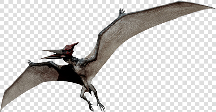 Survival Evolved Wiki   Pterodactyl Png  Transparent PngTransparent PNG