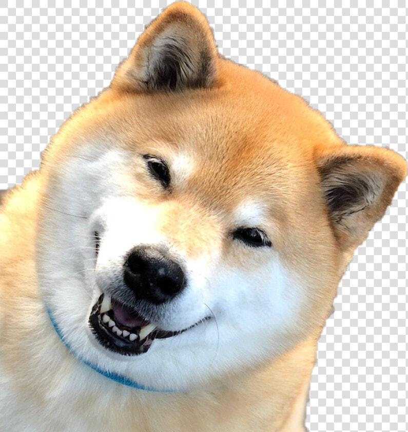  shibainu  shibe  doge  kawaii   Akita Inu  HD Png DownloadTransparent PNG