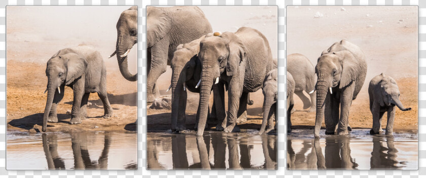 Save The Elephants  HD Png DownloadTransparent PNG